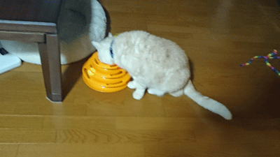 1127ccc.gif
