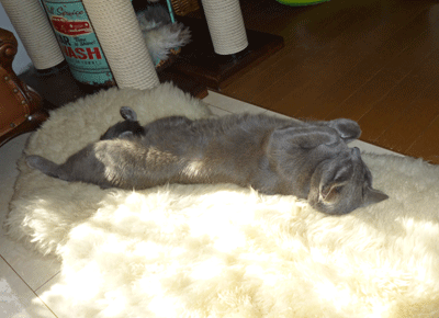 1205ccc.gif