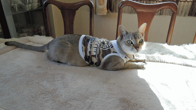 1213ddd.gif