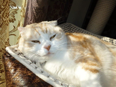 1214ccc.gif