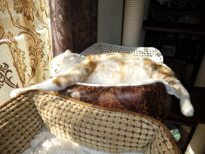 1214ddd.gif